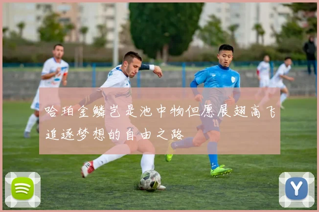 哈珀金鳞岂是池中物但愿展翅高飞追逐梦想的自由之路